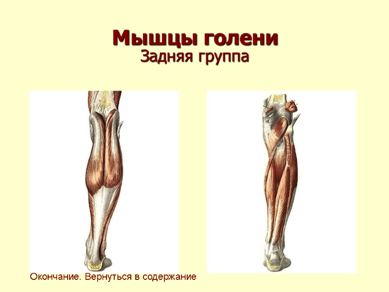 Мышцы голени Задняя группа  Окончание. Вернуться в содержание